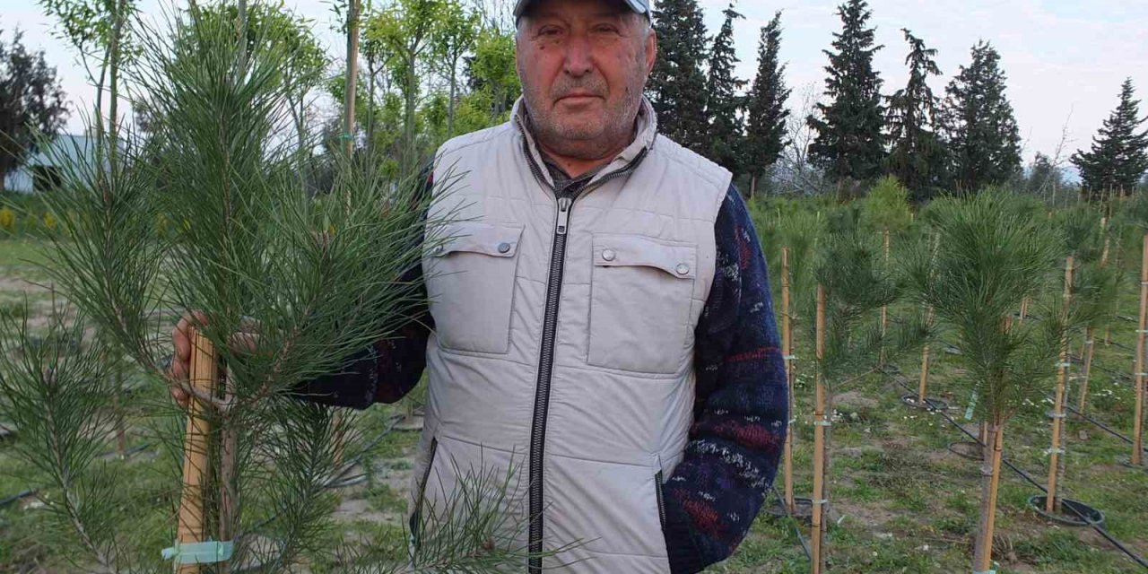 Balıkesirli işletmeci Kanal İstanbul için fıstıkçamı üretiyor