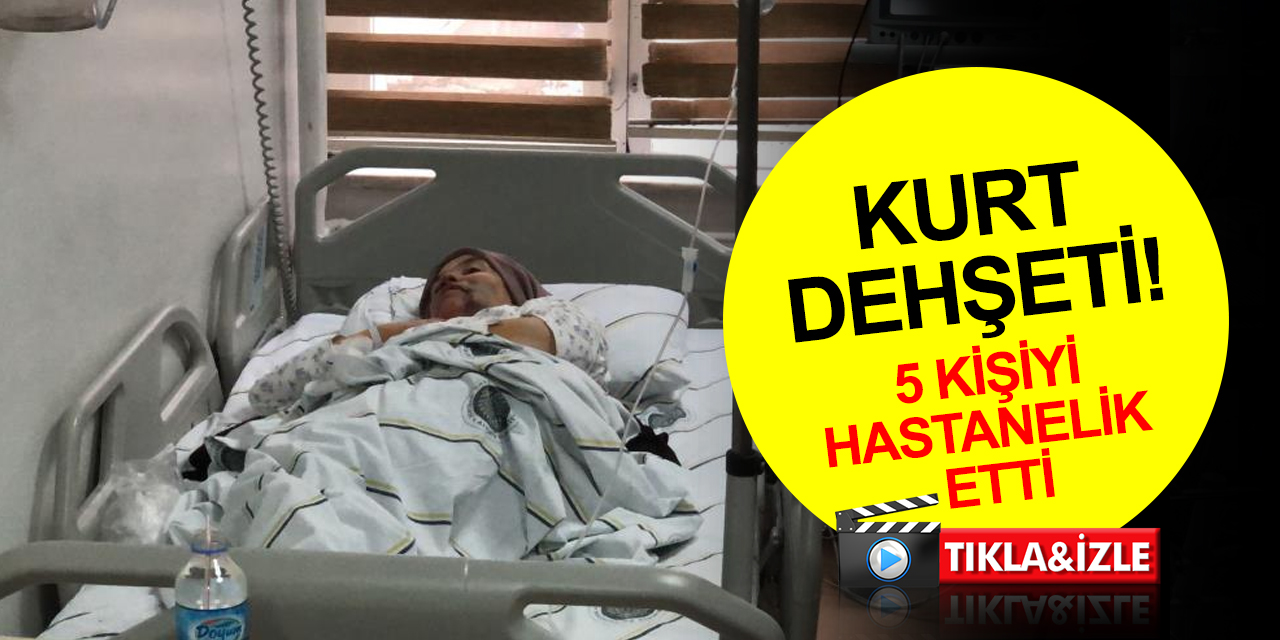 Erzurum’da kurt dehşeti! 1'i ağır 5 yaralı
