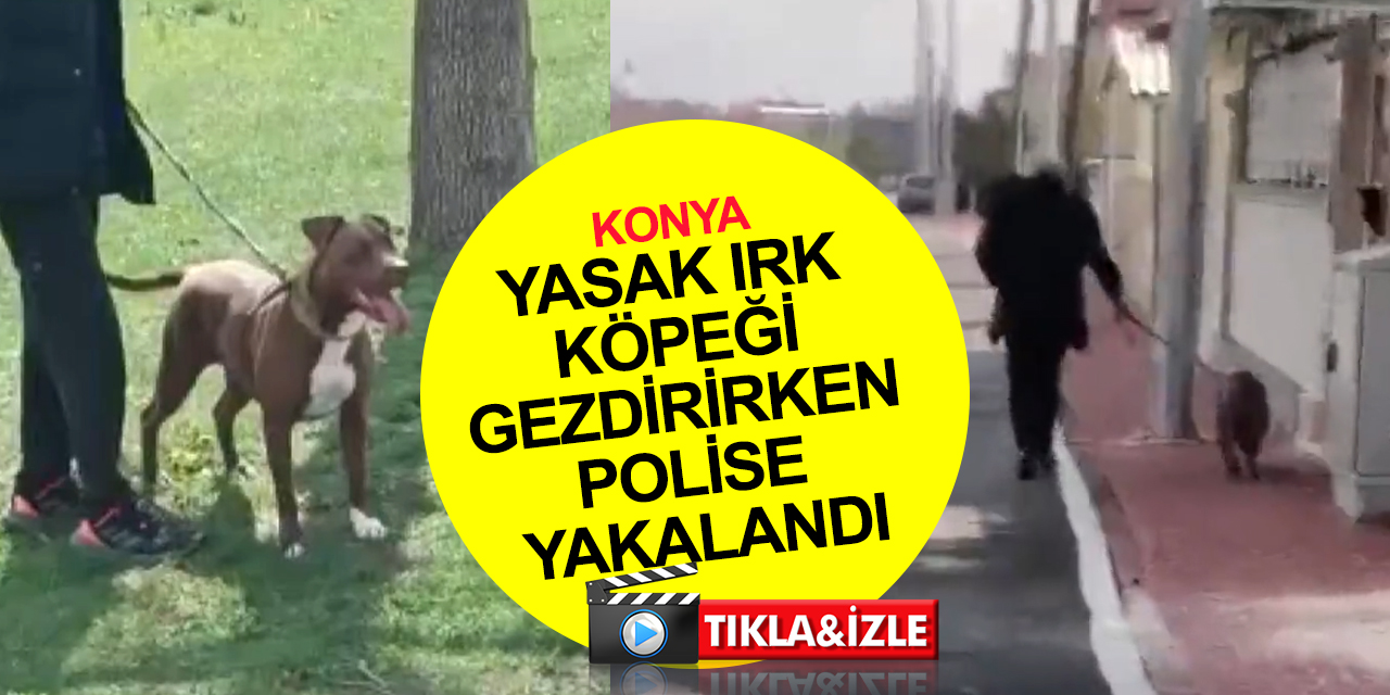 Konya'da yasaklı ırk köpeği ağızlıksız gezdirirken polise yakalandı! Cezası ne oldu?