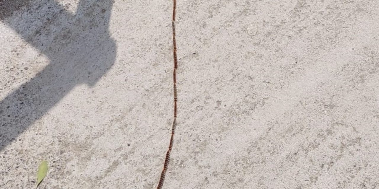 Tırtıl konvoyu böyle görüntülendi