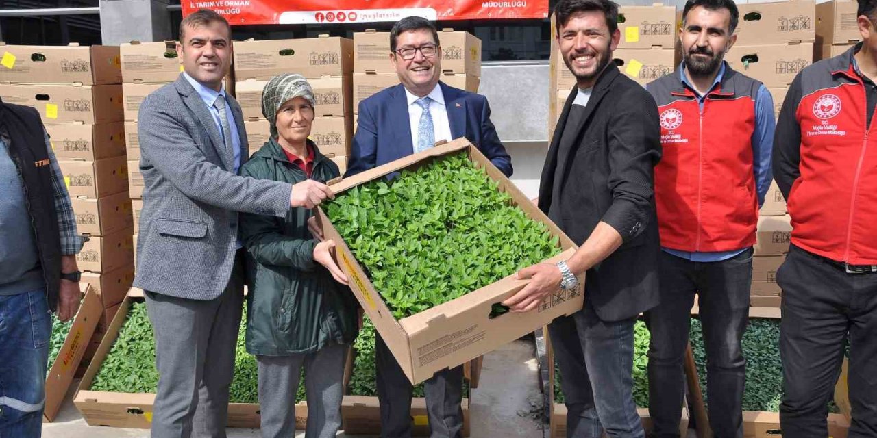 Muğla’da 450 üreticiye 800 bin yerli fide dağıtıldı