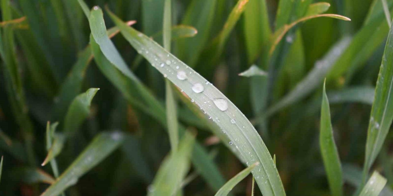 Yağmur, üreticinin verim kaybı endişesine ilaç oldu