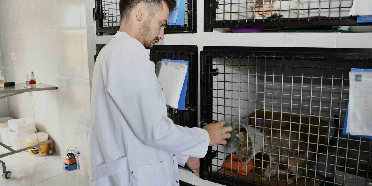 Kuşadası’nda patili dostlar emin ellerde