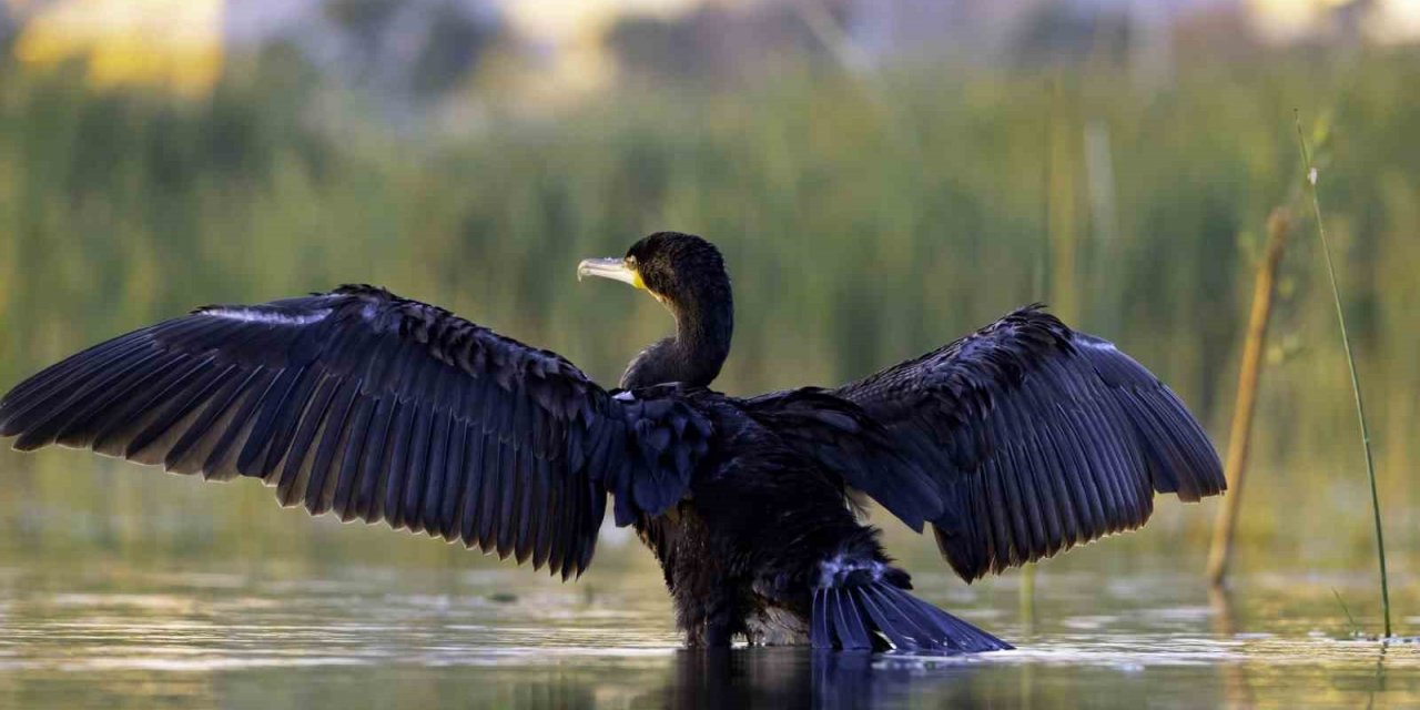 Göçmen kuşların Afrika- Asya yolculuğunun mola noktası: Ekşisu Sazlığı Sulak Alanı
