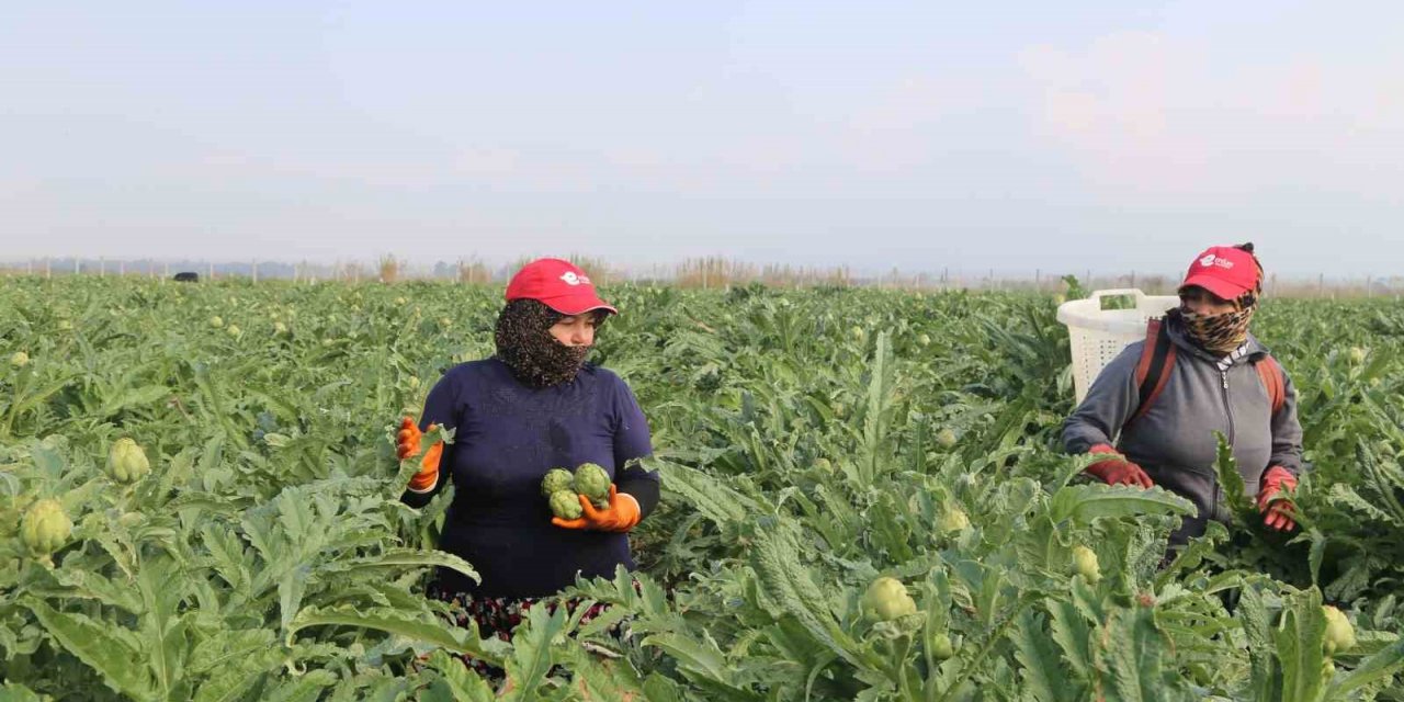 Efeler Belediyesi enginar hasadına başladı