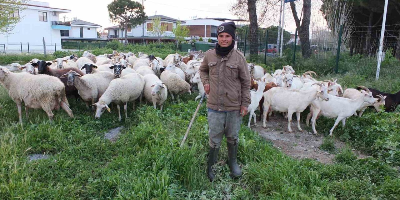 Burhaniye’de bahar yağmurları çobanları sevindirdi