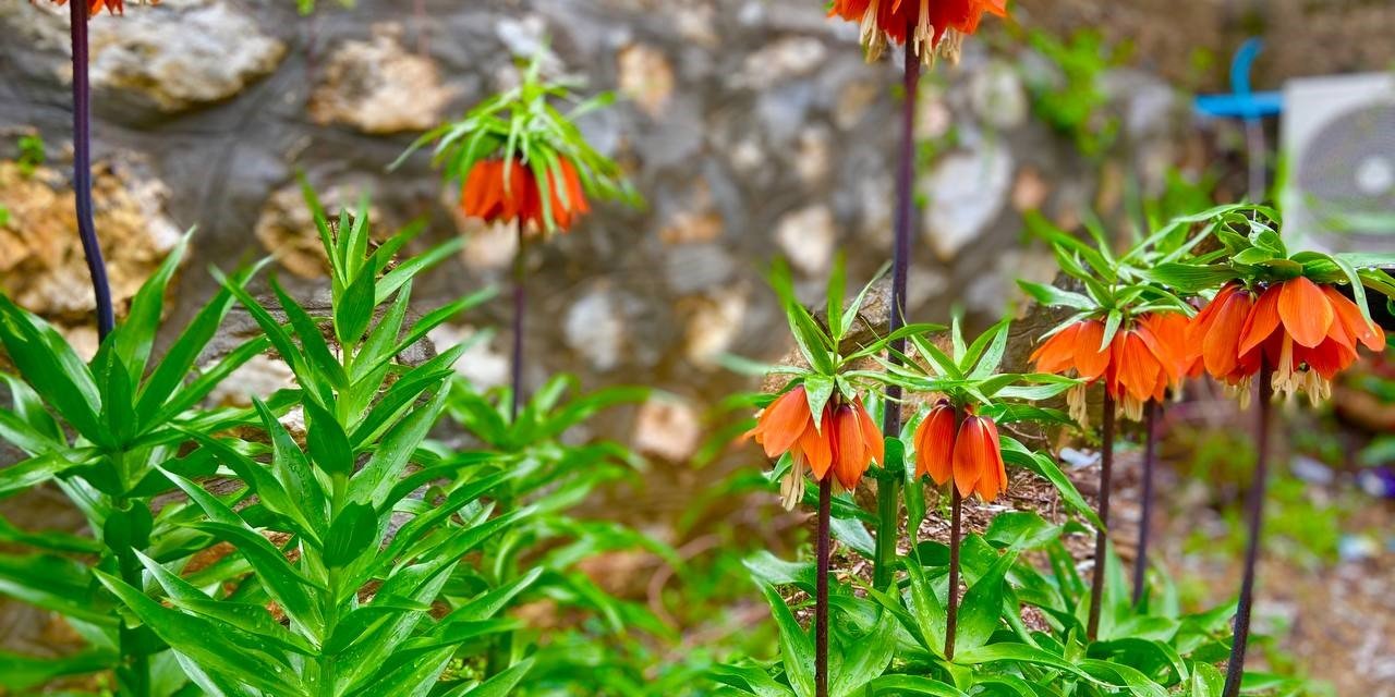 Yılda sadece 15 gün açıyor: Koparmanın cezası 244 bin 315 lira