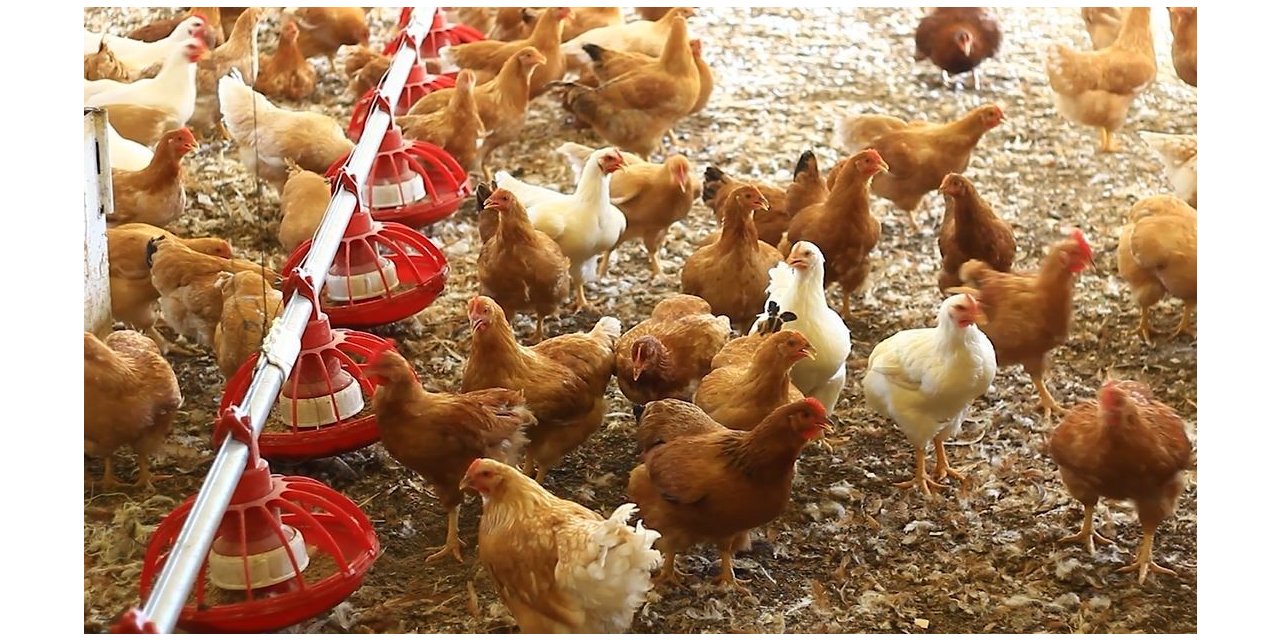 Cezaevinde üretilen yumurtalara yoğun ilgi