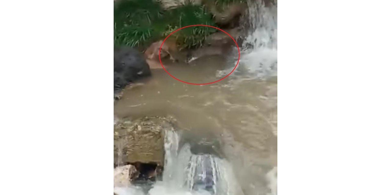 Ordu’da derede su samuru görüntülendi