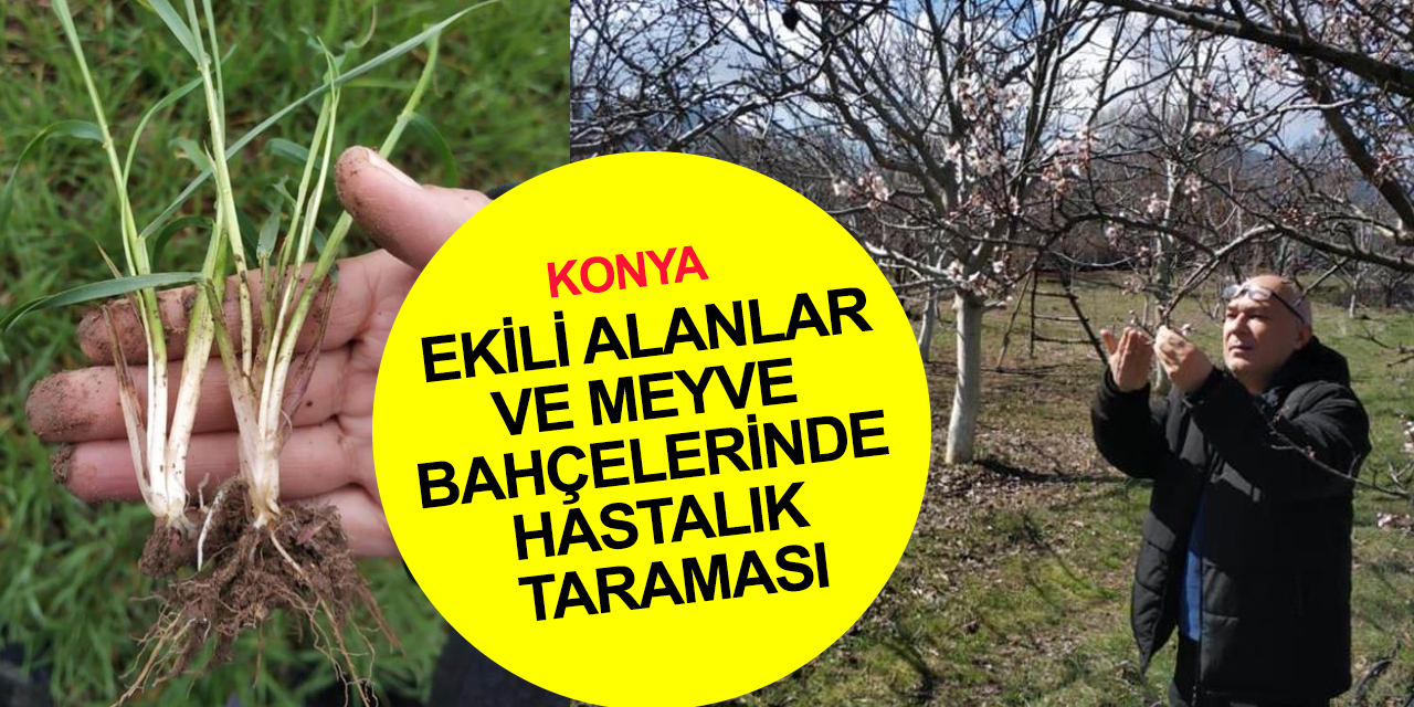 Konya Beyşehir’de hububat ekili alanlar ve meyve bahçelerinde hastalık taraması devam ediyor