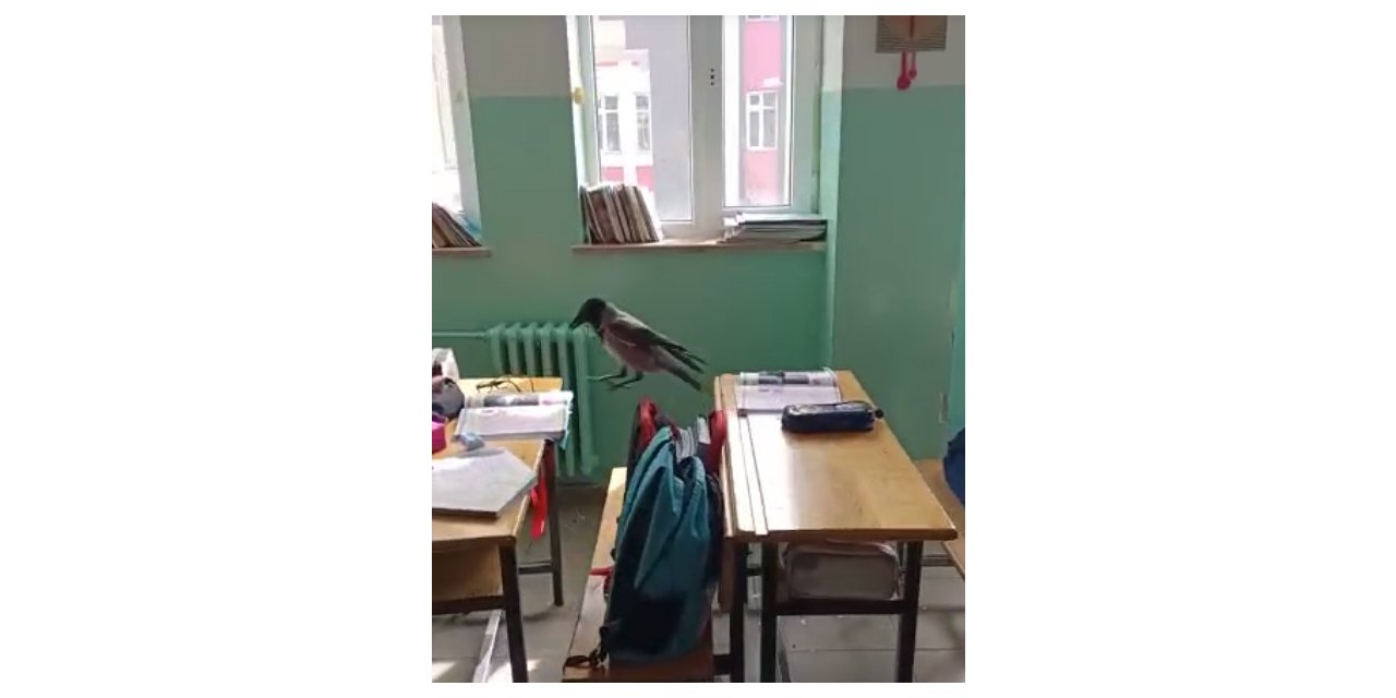 Sınıfa giren karga yemek aradı
