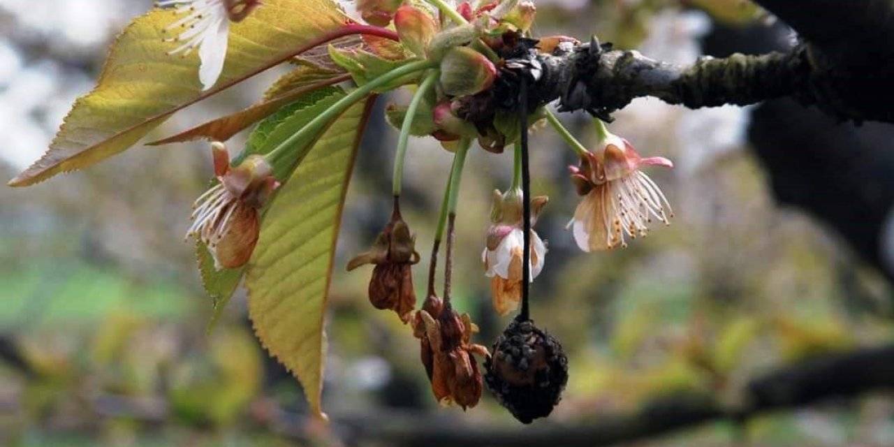 Sert çekirdekli meyve ağaçlarında ‘çiçek monilyası’ ilaçlama zamanı