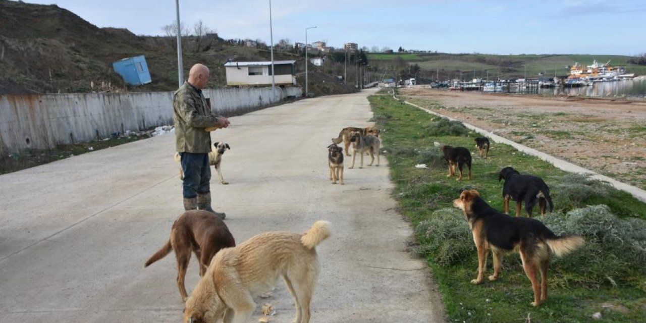 Sinop Demirci Köyü Limanı’nda başıboş köpek sorunu