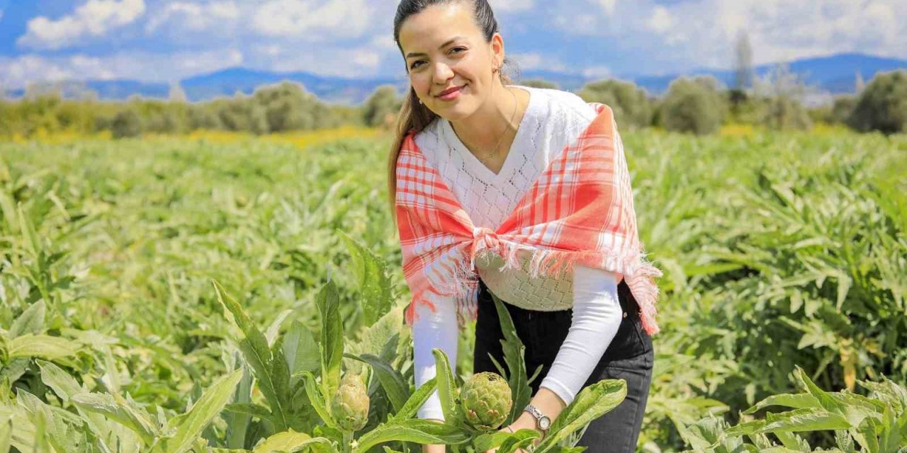 Seferihisar’ın enginarları hasat ediliyor