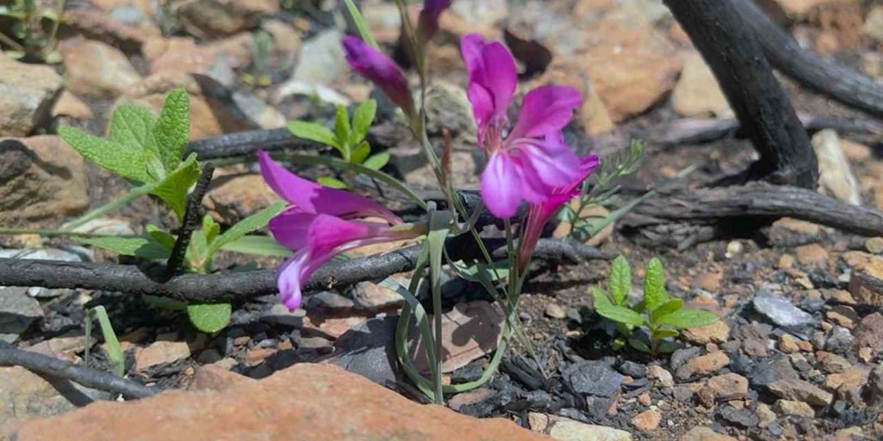 Yangında zarar gören Bördübet’in eko sistemi yakından takip ediliyor
