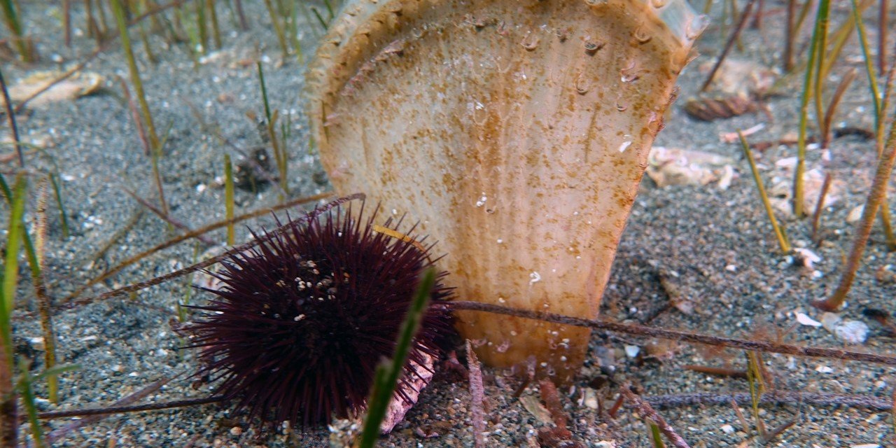 Marmara Denizi için yeni umudun adı: Pina