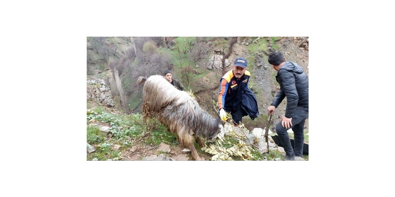 Batman’da kayalıklarda mahsur kalan 6 keçi kurtarıldı