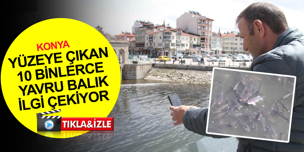Konya Beyşehir Gölü kıyısında 10 binlerce yavru balık su yüzeyine çıktı! Gören bir daha baktı
