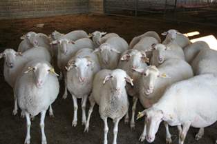 Bu da alternatif kurbanlık