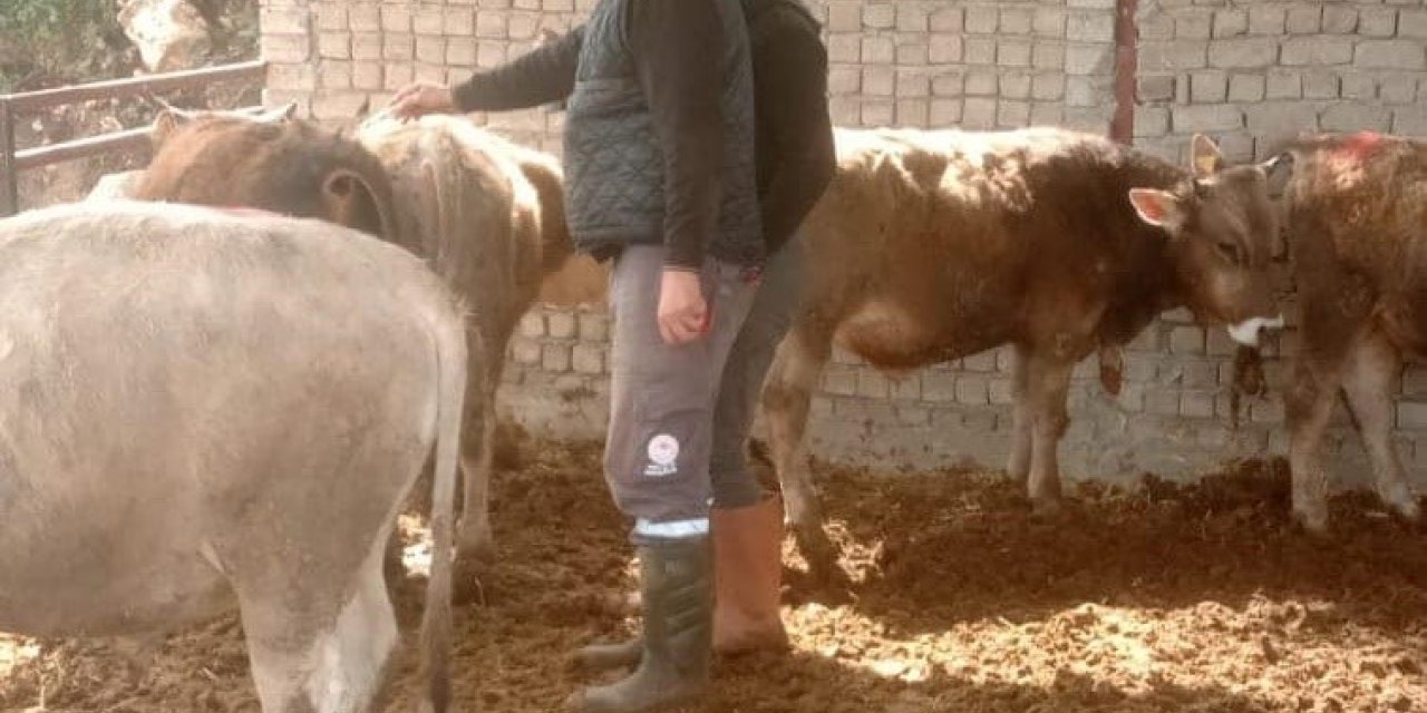 Didim’de şap hastalığı için aşılama çalışmaları devam ediyor