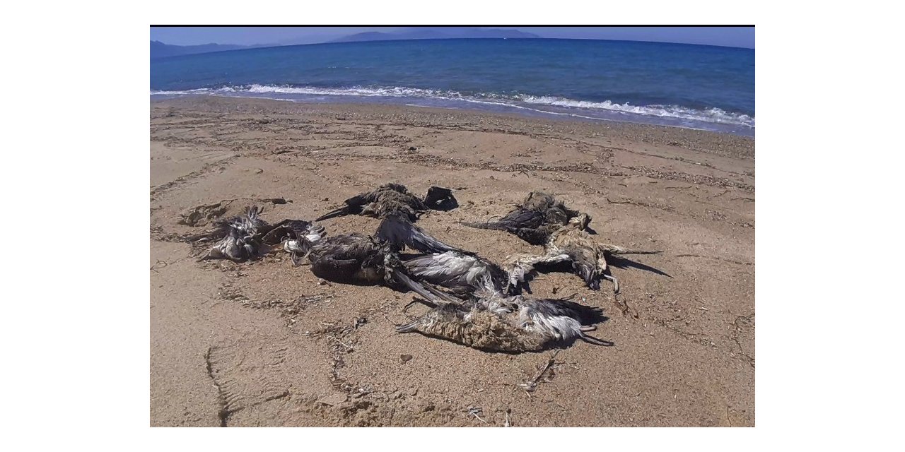Kuşadası’nda yelkovan kuşları ölü bulundu