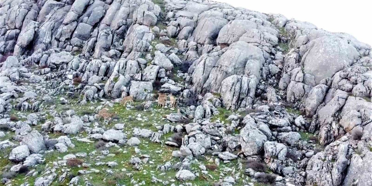 Elazığ’da dağ keçileri sürü halinde görüntülendi