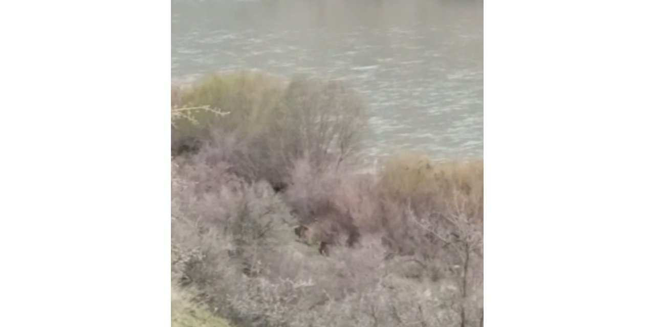 Elazığ’da kış uykusundan uyanan bozayılar kameralara yansıdı