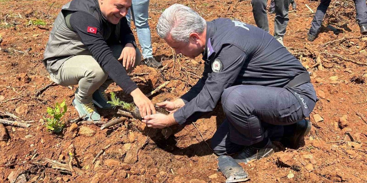Polisler ve orman işletme yanan alanlarda fidan dikti