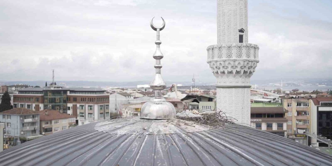 Cami kubbesinde kuluçkaya yatan leyleğe özel yuva