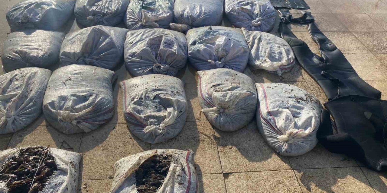 Ayvalık’ta Sahil Güvenlik’ten deniz patlıcanı operasyonu