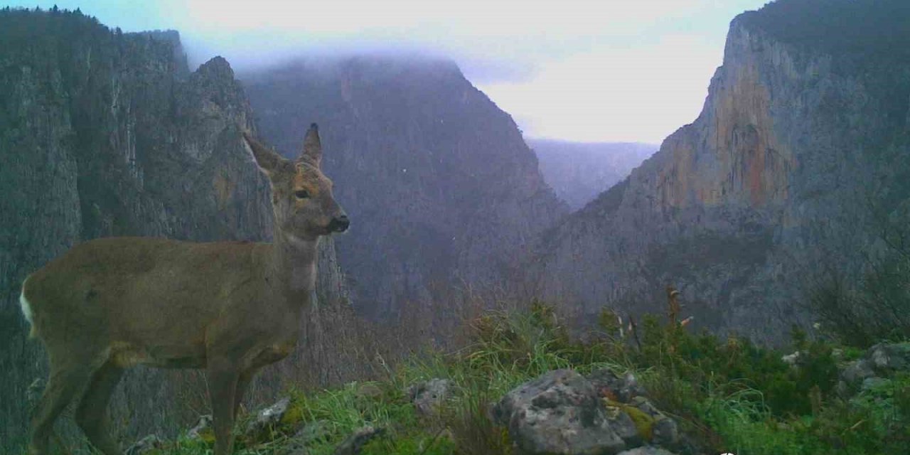 Küre Dağları’nda yabani hayvanlar fotokapanla görüntülendi