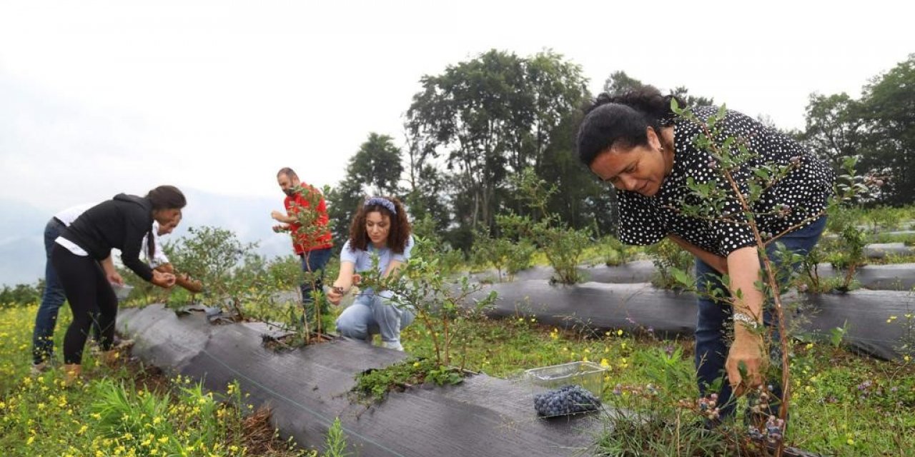 Ordu’daki mavi yemiş alanları büyüyor