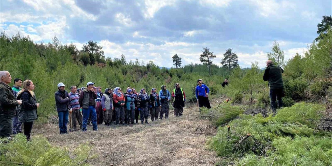 Tavşanlı kızılçam ormanlarında sıklık bakım çalışmaları