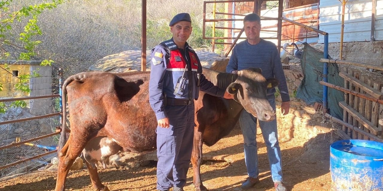 Kayıp inek jandarma ekipleri tarafından bulundu