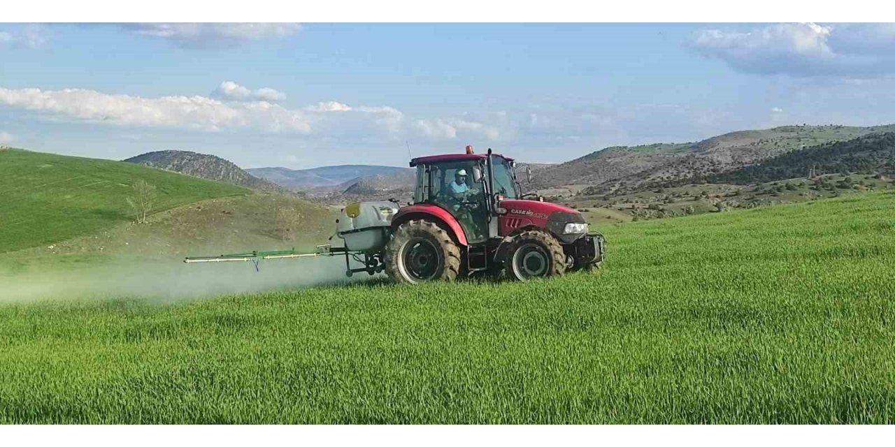 Yabani otlara karşı ekinler ilaçlanıyor