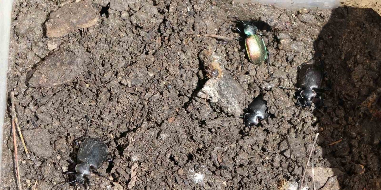 Ormanların kabusu çam kese böceğine karşı ‘Predatör’ hamlesi