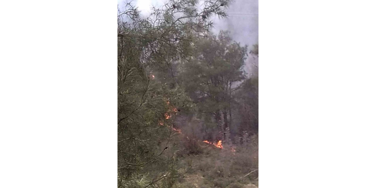 Söğüt’te çıkan orman yangını korkuttu