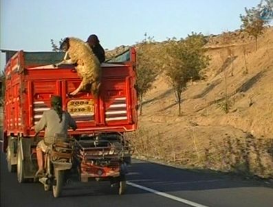 Böyle hırsızlık görülmedi