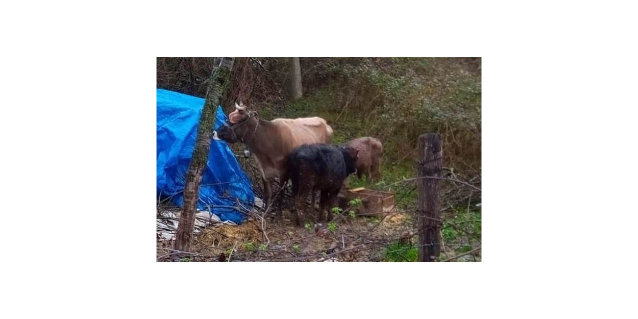 Türkeli’de 4 büyükbaş hayvan kayboldu