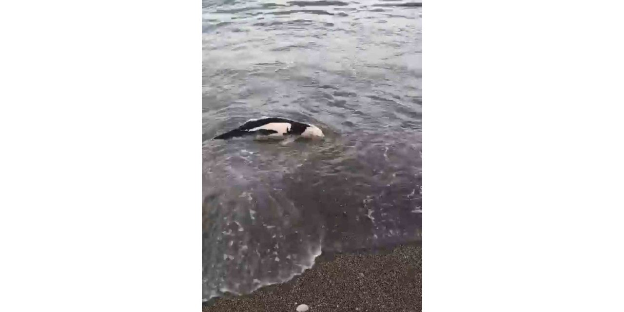 Akçakoca’da ölü yunus balığı karaya vurdu