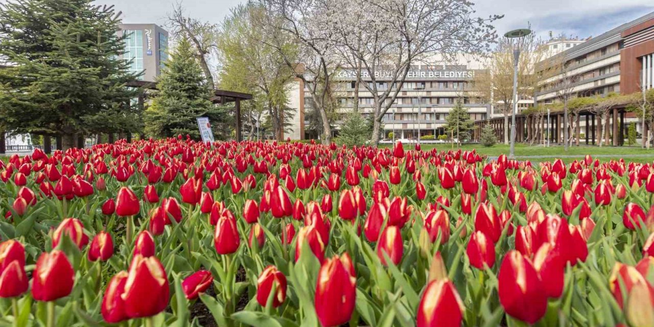 Büyükşehir, 3 milyon çiçek ile şehri çiçek bahçesine dönüştürecek