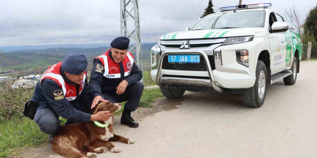 Sinop’ta sokak köpeklerine reflektörlü tasma