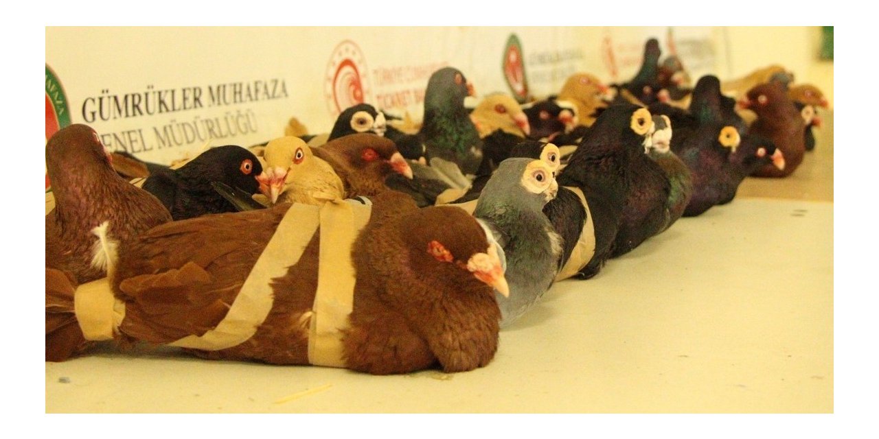 Vicdansızlar, güvercinler uçamasınlar diye kanatlarından bağlayıp ülkeye sokmak istedi