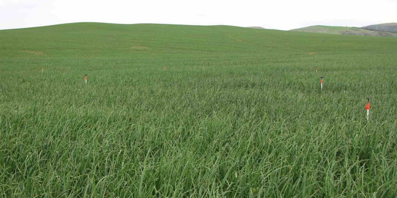 Amasya’da soğan ekimi üç kat arttı, hasat Mayıs sonunda