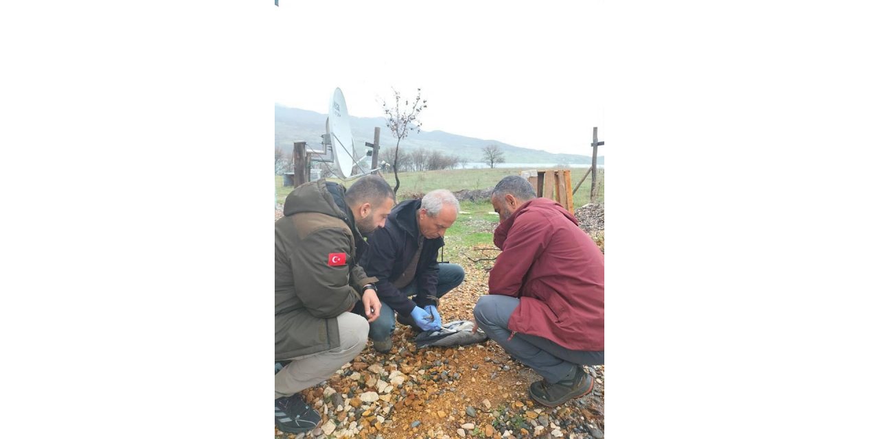 Yaralı gri balıkçıl kuşu, tedavi altına alındı