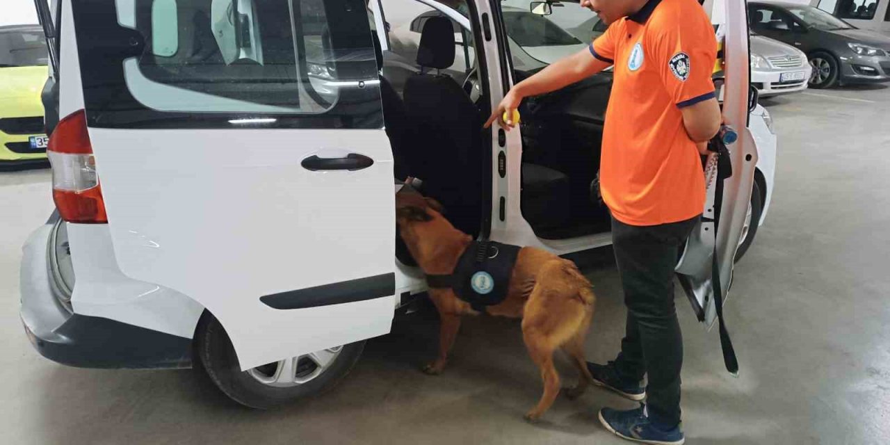 Bomba arama köpeği ‘Niobe’ göreve hazır