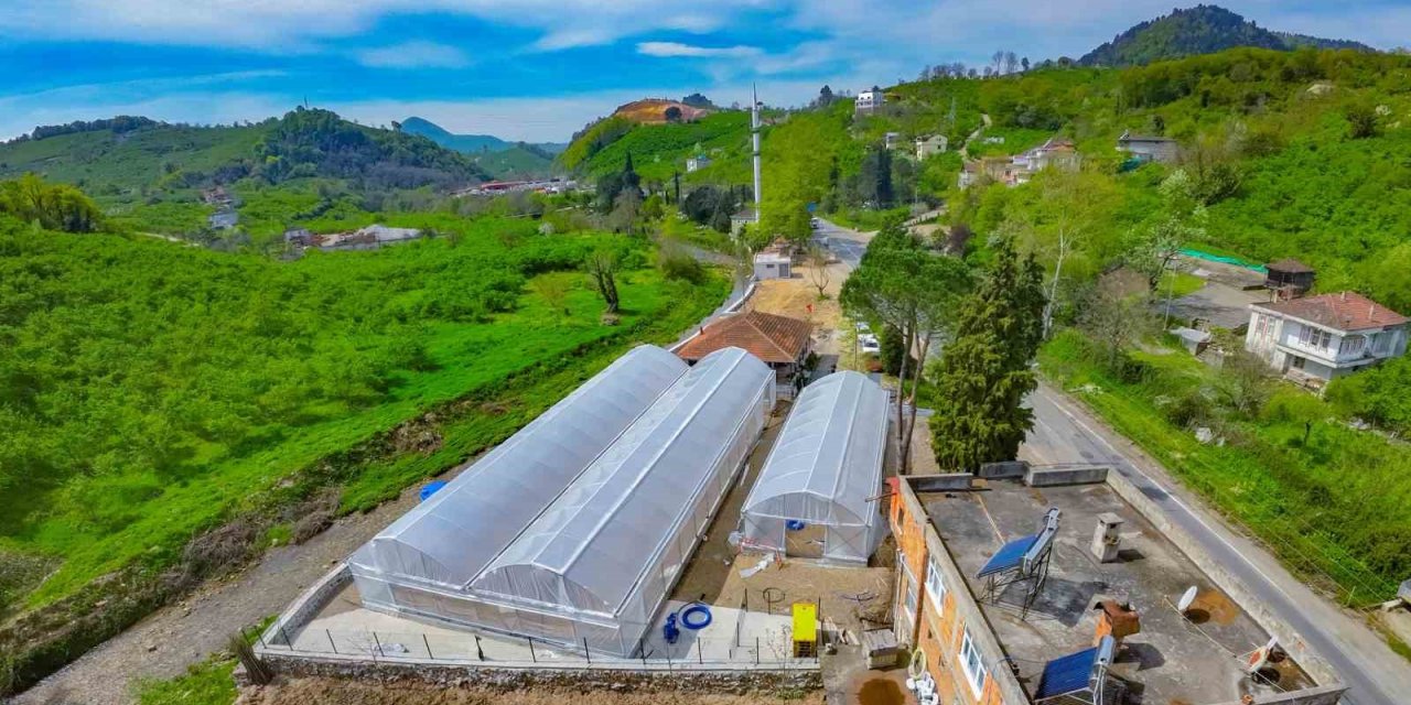 Başkan Tavlı: "Peyzaj düzenlemelerinde tüm ürünleri kendi bünyemizde yetiştireceğiz"