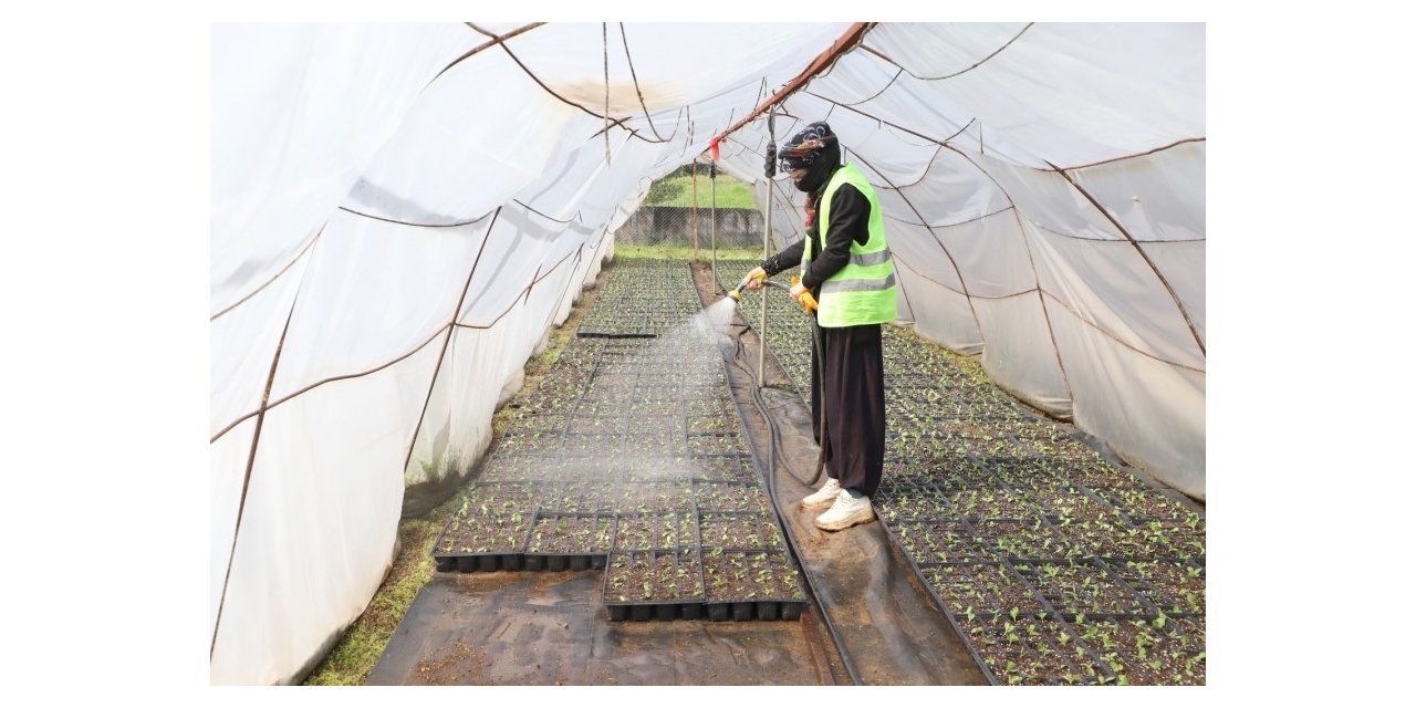 Diyarbakır’da 2 milyon yazlık çiçeğin üretimi başladı