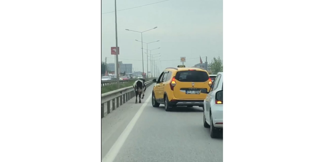 Yalova - Bursa kara yoluna çıkan inek trafiği aksattı