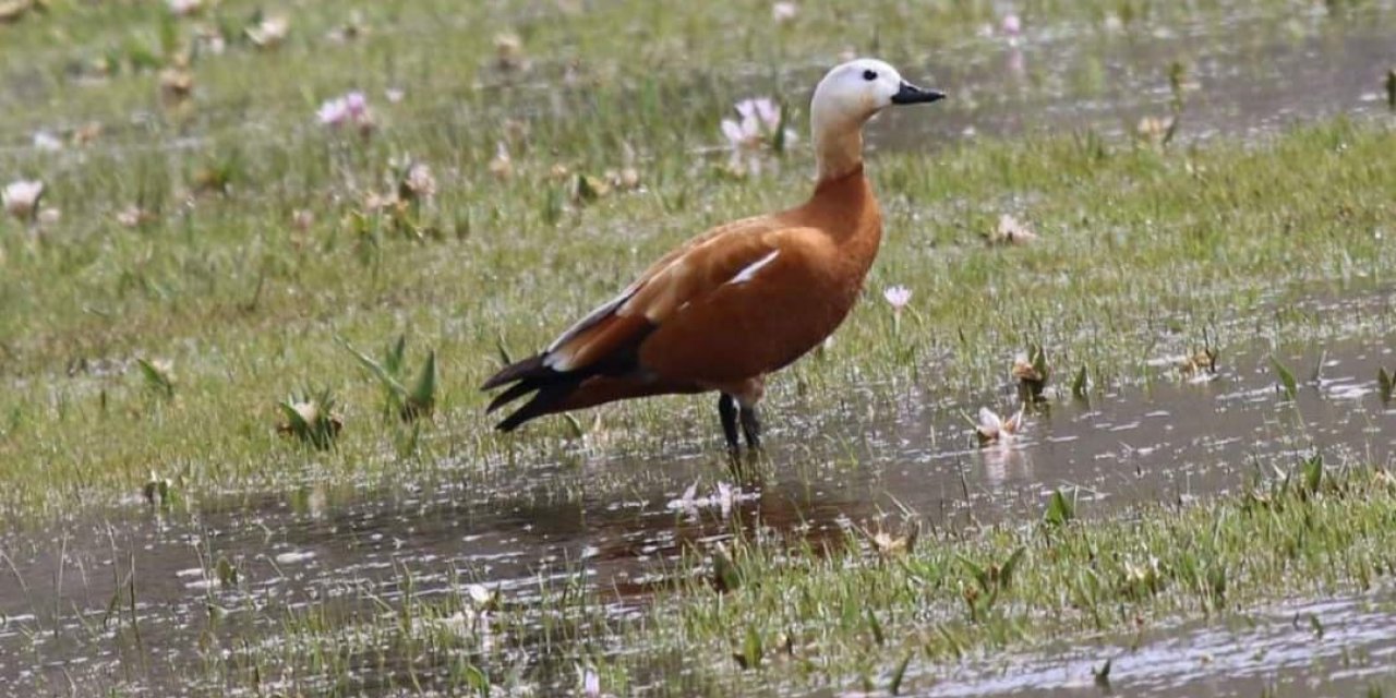 Sadakatin simgesi olan ‘angut kuşları’ üreme alanlarına döndü
